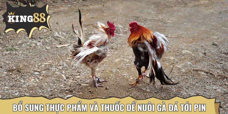 Bổ sung thực phẩm và thuốc để nuôi gà đá tới pin