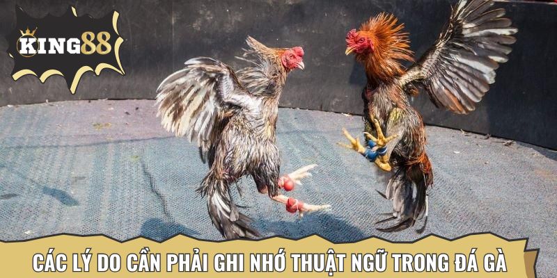 Các lý do cần phải tìm hiểu và ghi nhớ thuật ngữ trong đá gà