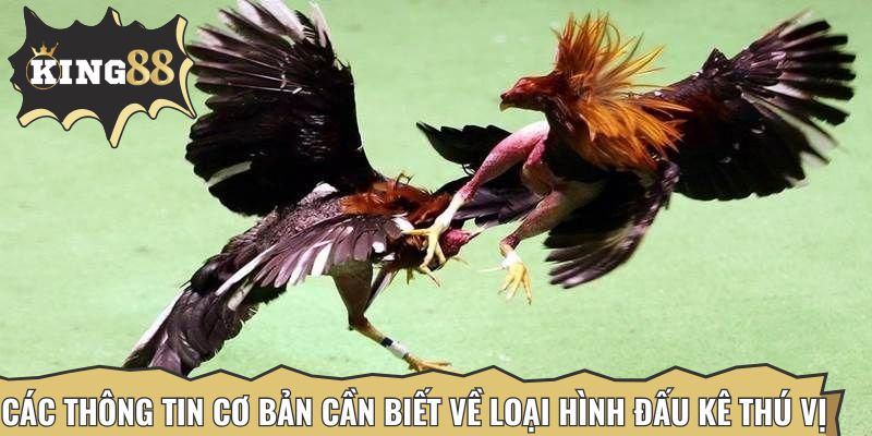 Các thông tin cơ bản cần biết về loại hình đấu kê thú vị