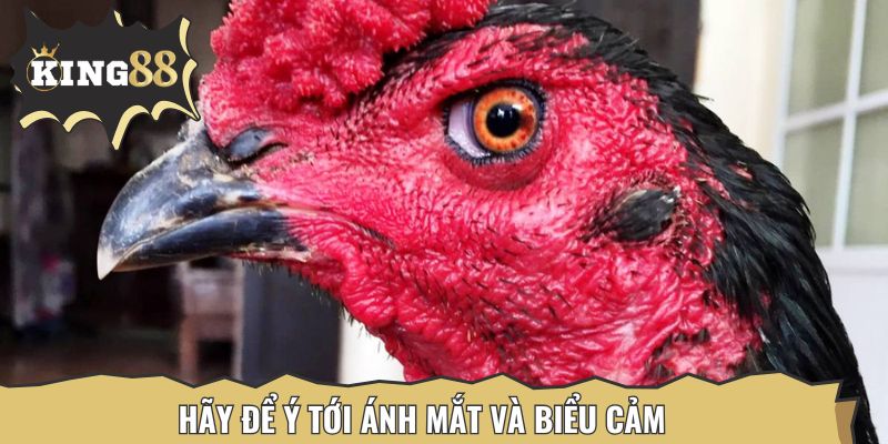 Đừng quên quan sát thần thái của gà chiến