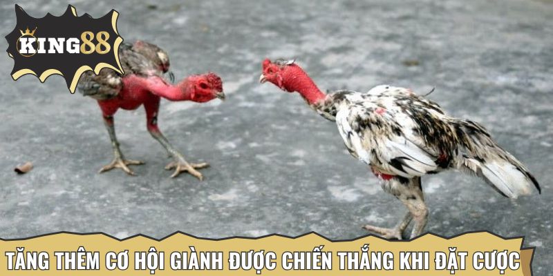 Cách chọn chiến kê xuất sắc qua ngoại hình tổng thể