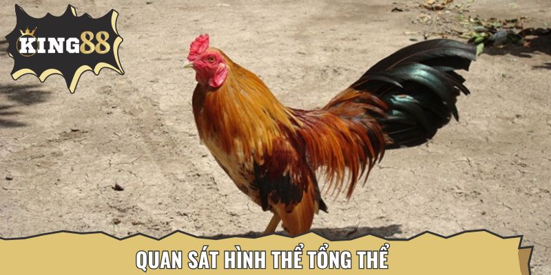 Nhận ngay thưởng về tay khi chọn ra chiến kê xuất sắc