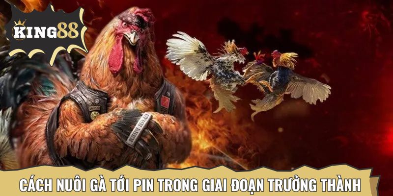 Cách nuôi gà đá tới pin trong giai đoạn trưởng thành như thế nào