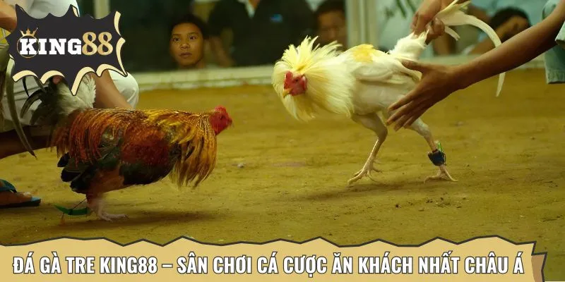 Đá gà tre là hình thức cá cược quy tụ nhiều cao thủ nhất tại King88