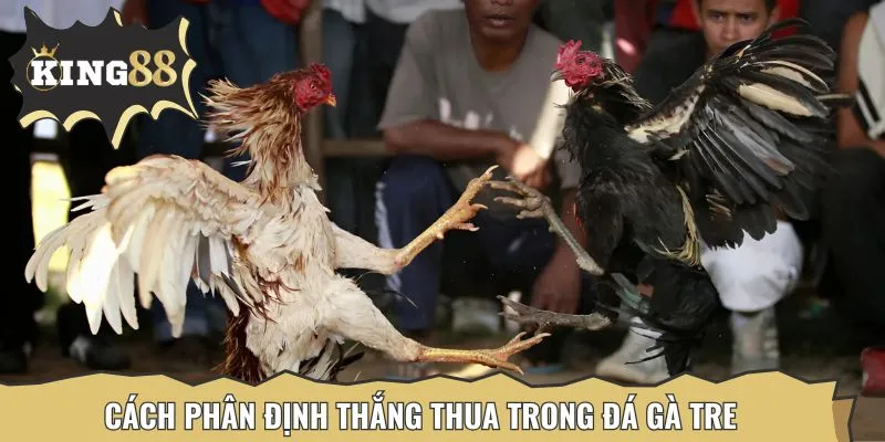 Trọng tài sẽ là người đưa ra quyết định cuối cùng trong các trận đá gà tre