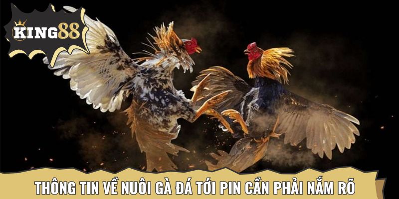 Giới thiệu thông tin về nuôi gà đá tới pin cần phải nắm rõ