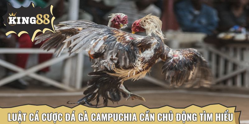 Luật cá cược đá gà Campuchia cần chủ động tìm hiểu