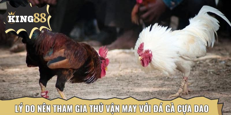 Lý do nên tham gia thử vận may với đá gà cựa dao