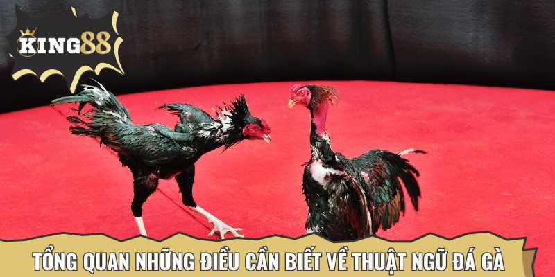 Tổng quan những điều cần biết về thuật ngữ đá gà