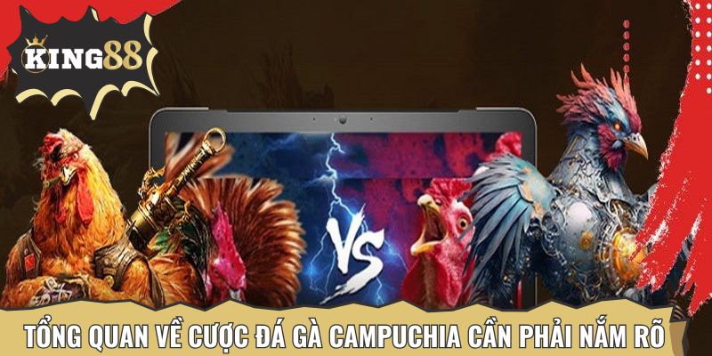 Tổng quan về cược đá gà Campuchia cần phải nắm rõ