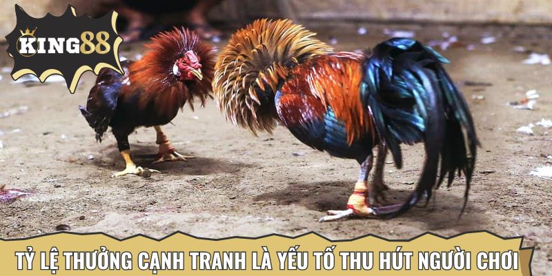 Tỷ lệ thưởng cạnh tranh là yếu tố thu hút người tham gia