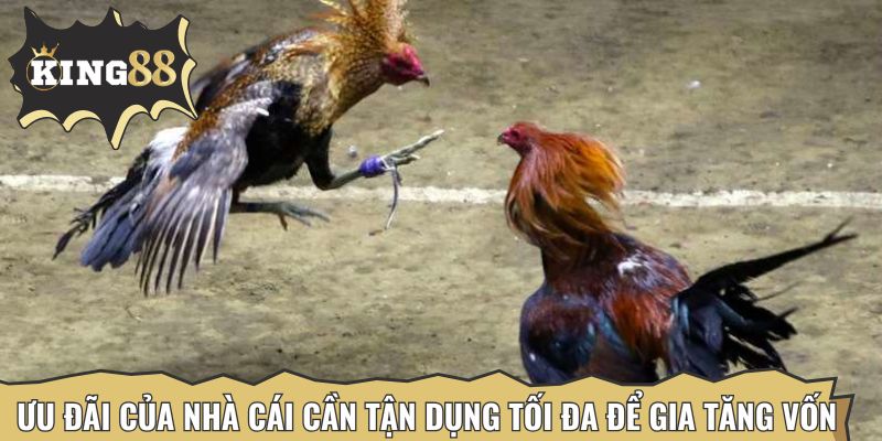 Ưu đãi của nhà cái cần tận dụng tối đa để gia tăng vốn cược